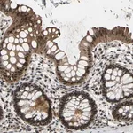 Merck Anti-THAP12 antibody produced in rabbit