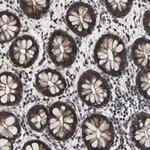 Merck Anti-LPAR5 antibody produced in rabbit