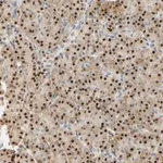 Merck Anti-MAP3K4 antibody produced in rabbit