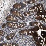 Merck Anti-LPIN2 antibody produced in rabbit