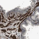 Merck Anti-MSRB3 antibody produced in rabbit