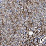 Merck Anti-ADGRA2 antibody produced in rabbit