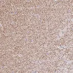 Merck Anti-GABBR2 antibody produced in rabbit