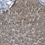 Merck Anti-SVOPL antibody produced in rabbit