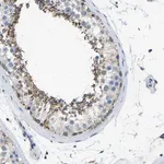 Merck Anti-ZNF200 antibody produced in rabbit