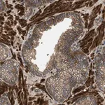 Merck Anti-CNNM3 antibody produced in rabbit