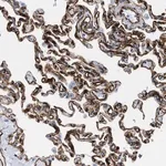 Merck Anti-TVP23B antibody produced in rabbit