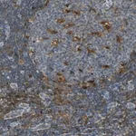 Merck Anti-FAM49B antibody produced in rabbit