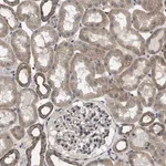 Merck Anti-PKD2 antibody produced in rabbit
