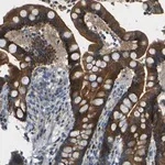 Merck Anti-NETO2 antibody produced in rabbit