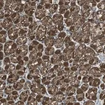 Merck Anti-TWSG1 antibody produced in rabbit