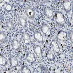 Merck Anti-GPR15 antibody produced in rabbit