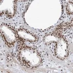 Merck Anti-THRAP3 antibody produced in rabbit