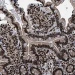Merck Anti-PRKX antibody produced in rabbit