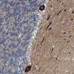 Merck Anti-PCNX3 antibody produced in rabbit