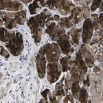 Merck Anti-COA1 antibody produced in rabbit