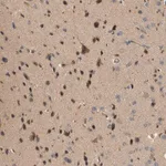 Merck Anti-CTXN1 antibody produced in rabbit