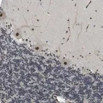 Merck Anti-LRRC8B antibody produced in rabbit