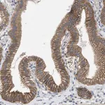 Merck Anti-KCNS3 antibody produced in rabbit