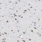 Merck Anti-EFNB3 antibody produced in rabbit