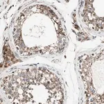Merck Anti-PCSK4 antibody produced in rabbit