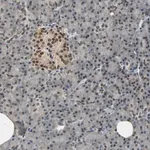 Merck Anti-PHC1 antibody produced in rabbit
