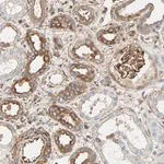 Merck Anti-GALNT10 antibody produced in rabbit