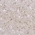 Merck Anti-OPALIN antibody produced in rabbit