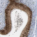 Merck Anti-SPCS2 antibody produced in rabbit