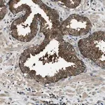 Merck Anti-HEBP2 antibody produced in rabbit