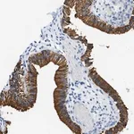 Merck Anti-STXBP2 antibody produced in rabbit