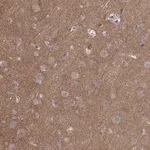 Merck Anti-APC antibody produced in rabbit