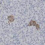 Merck Anti-FNDC9 antibody produced in rabbit