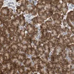 Merck Anti-SVOP antibody produced in rabbit