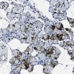 Merck Anti-HSPA12B antibody produced in rabbit