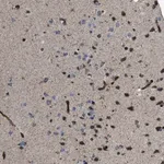 Merck Anti-CHST10 antibody produced in rabbit