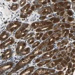 Merck Anti-SYDE1 antibody produced in rabbit
