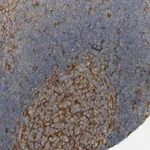 Merck Anti-DNAJC4 antibody produced in rabbit
