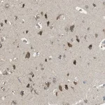 Merck Anti-BRI3BP antibody produced in rabbit