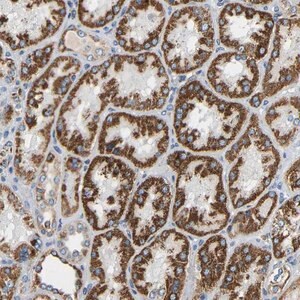 Merck Anti-GALNT18 antibody produced in rabbit