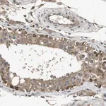 Merck Anti-FZD10 antibody produced in rabbit