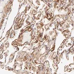 Merck Anti-NPNT antibody produced in rabbit