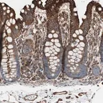 Merck Anti-TCTA antibody produced in rabbit
