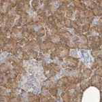 Merck Anti-SRPRB antibody produced in rabbit