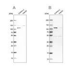 Merck Anti-SP1 antibody produced in rabbit