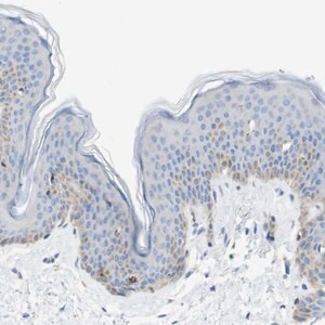 Merck Anti-SDR42E1 antibody produced in rabbit