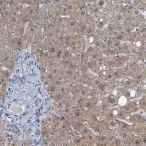Merck Anti-DHODH antibody produced in rabbit