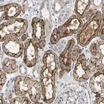 Merck Anti-EVA1C antibody produced in rabbit