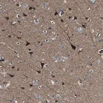 Merck Anti-AGAP3 antibody produced in rabbit