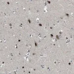 Merck Anti-ARID5B antibody produced in rabbit